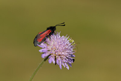 BUITEN BEELD Foto: 427476