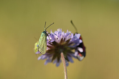 BUITEN BEELD Foto: 427477