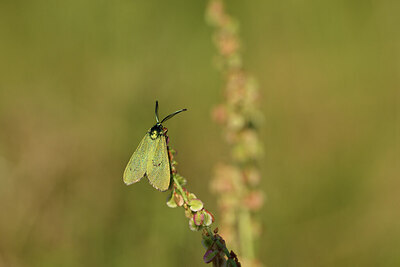 BUITEN BEELD Foto: 427479