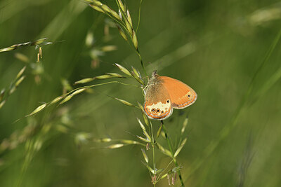 BUITEN BEELD Foto: 427482