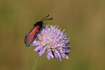 BUITEN BEELD Foto: 427484