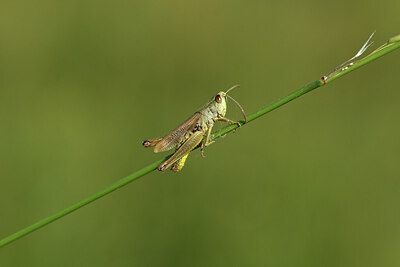 BUITEN BEELD Foto: 427485