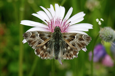 BUITEN BEELD Foto: 427501