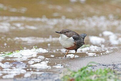 BUITEN BEELD Foto: 427503