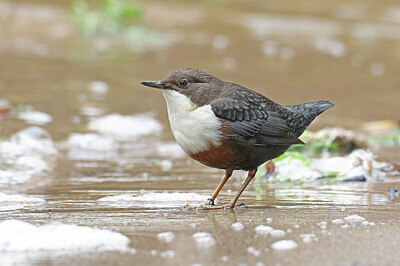 BUITEN BEELD Foto: 427506