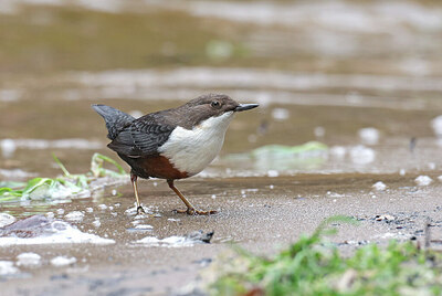 BUITEN BEELD Foto: 427510