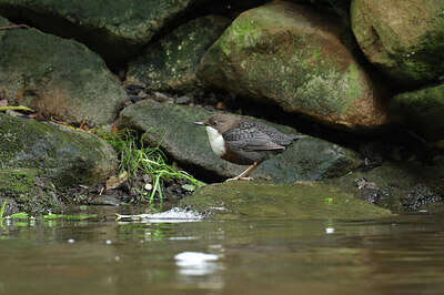 BUITEN BEELD Foto: 427512