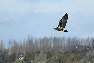 BUITEN BEELD Foto: 427516