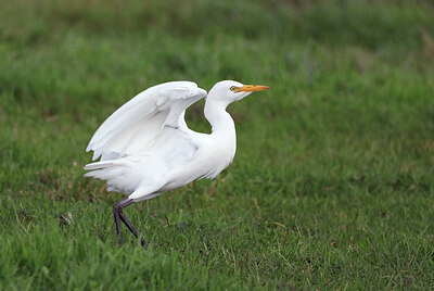 BUITEN BEELD Foto: 427519