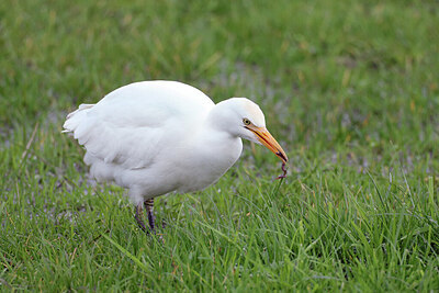 BUITEN BEELD Foto: 427524