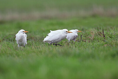 BUITEN BEELD Foto: 427526