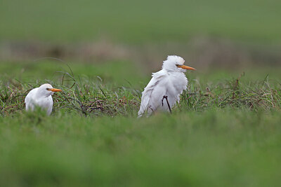 BUITEN BEELD Foto: 427527