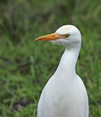 BUITEN BEELD Foto: 427537