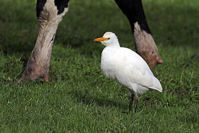 BUITEN BEELD Foto: 427539