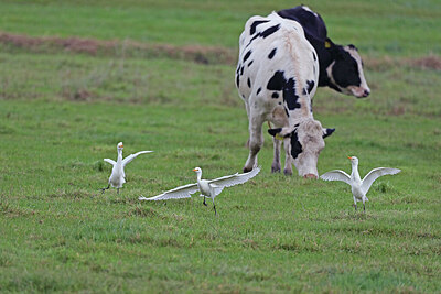 BUITEN BEELD Foto: 427541