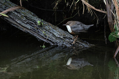 BUITEN BEELD Foto: 427549