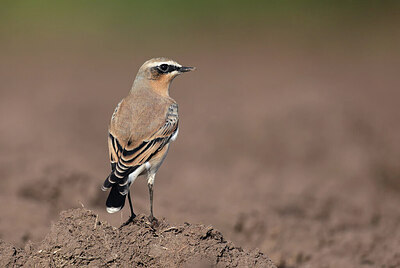 BUITEN BEELD Foto: 427560