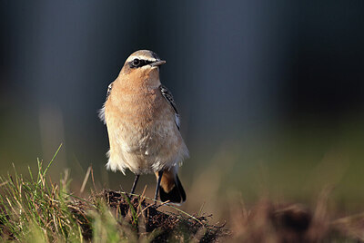 BUITEN BEELD Foto: 427574