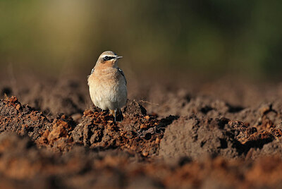 BUITEN BEELD Foto: 427575