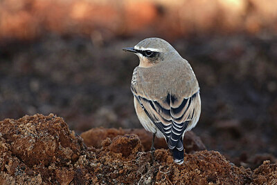 BUITEN BEELD Foto: 427576