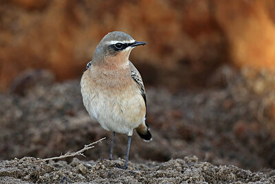 BUITEN BEELD Foto: 427577