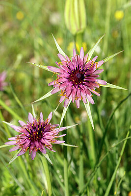 BUITEN BEELD Foto: 427597