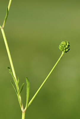 BUITEN BEELD Foto: 427609