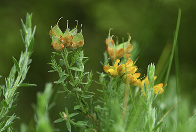 BUITEN BEELD Foto: 427610