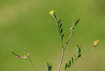 BUITEN BEELD Foto: 427611