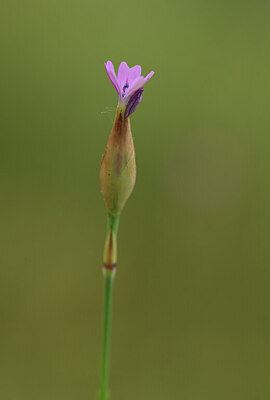 BUITEN BEELD Foto: 427612