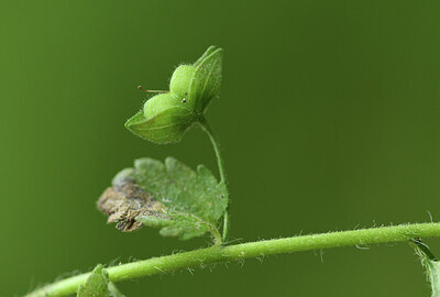 BUITEN BEELD Foto: 427613