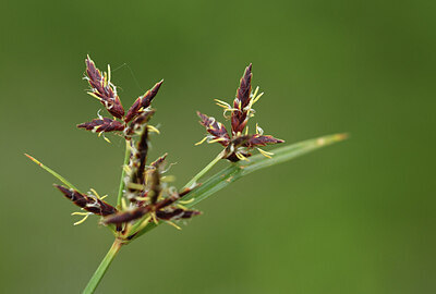 BUITEN BEELD Foto: 427617