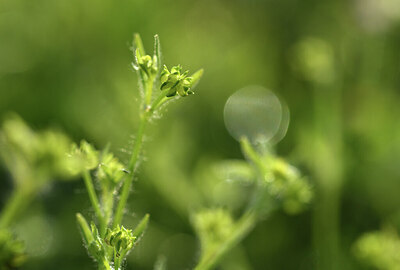 BUITEN BEELD Foto: 427623