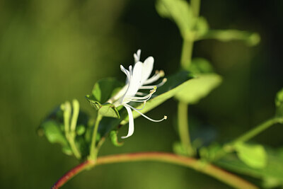 BUITEN BEELD Foto: 427628