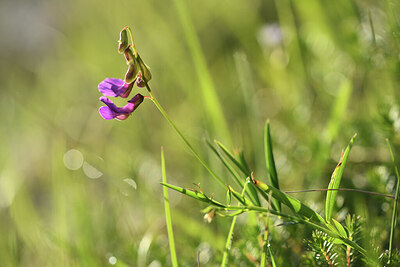 BUITEN BEELD Foto: 427637