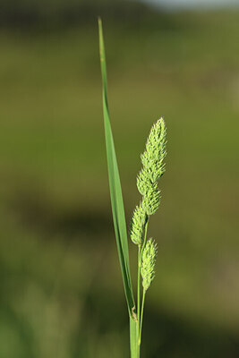 BUITEN BEELD Foto: 427641
