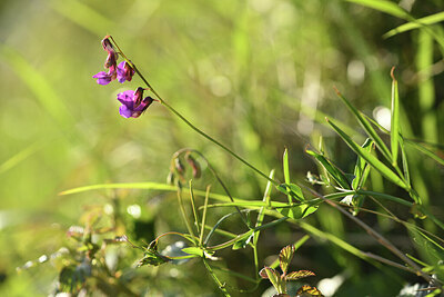 BUITEN BEELD Foto: 427642