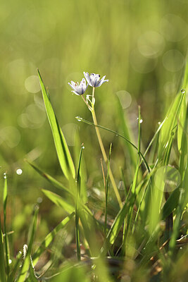 BUITEN BEELD Foto: 427643