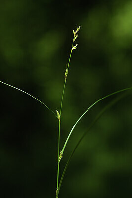 BUITEN BEELD Foto: 427652