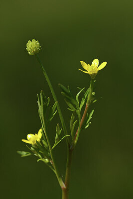 BUITEN BEELD Foto: 427657