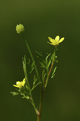 BUITEN BEELD Foto: 427657