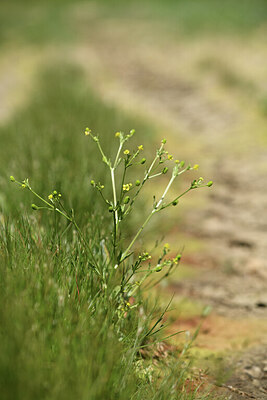 BUITEN BEELD Foto: 427664