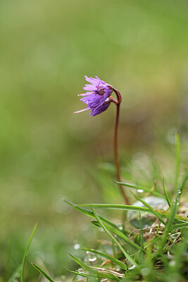 BUITEN BEELD Foto: 427666