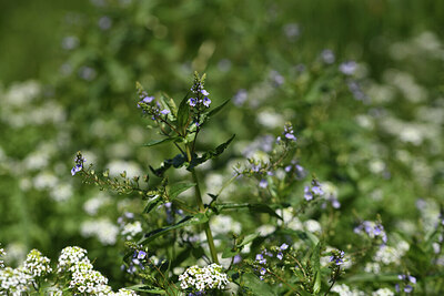 BUITEN BEELD Foto: 427668