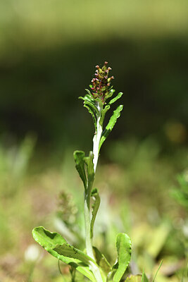 BUITEN BEELD Foto: 427669