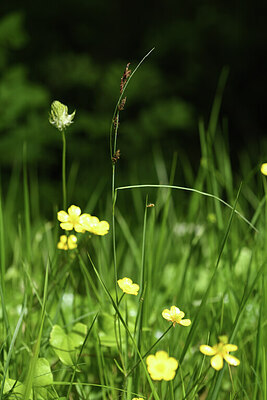 BUITEN BEELD Foto: 427672