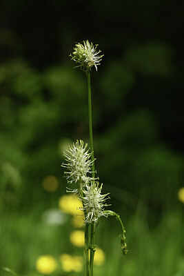 BUITEN BEELD Foto: 427678