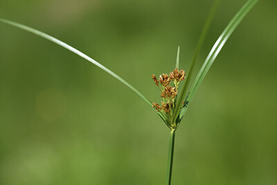 BUITEN BEELD Foto: 427686