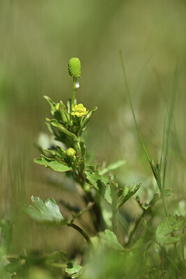 BUITEN BEELD Foto: 427690