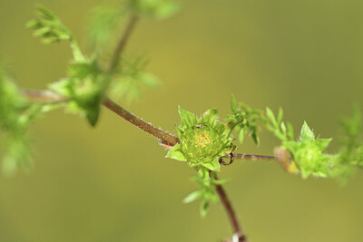 BUITEN BEELD Foto: 427692